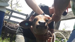trazabilidad animales bovinos