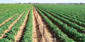 campo congreso de agricultura