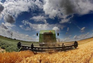 campaña agricola trigo