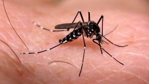 mosquito dengue dos