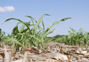 agricultura suelo